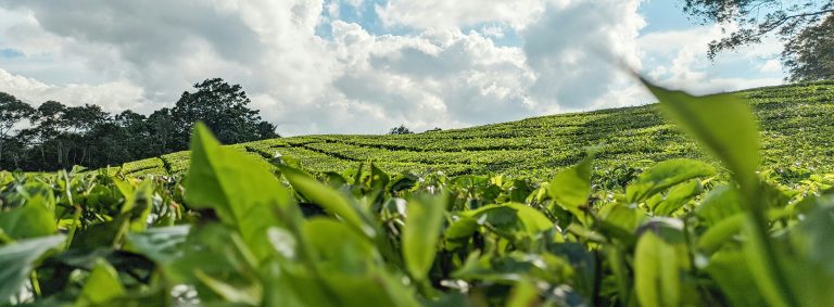 What is Ceremonial Matcha Green Tea Powder?