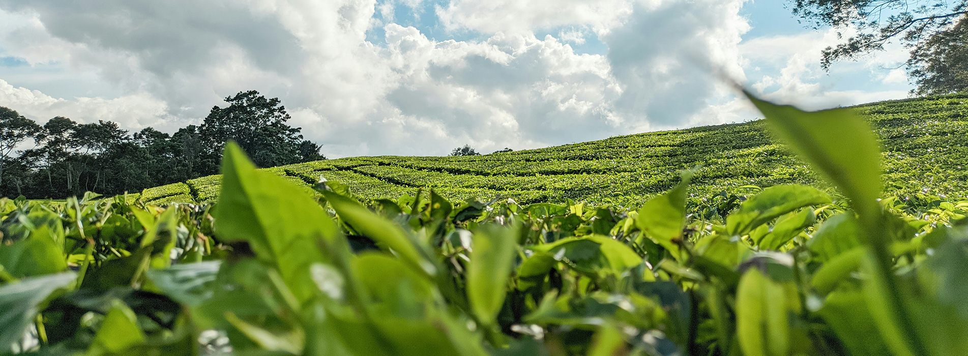 tea plantation